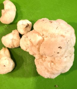 Lions Mane Mushroom 