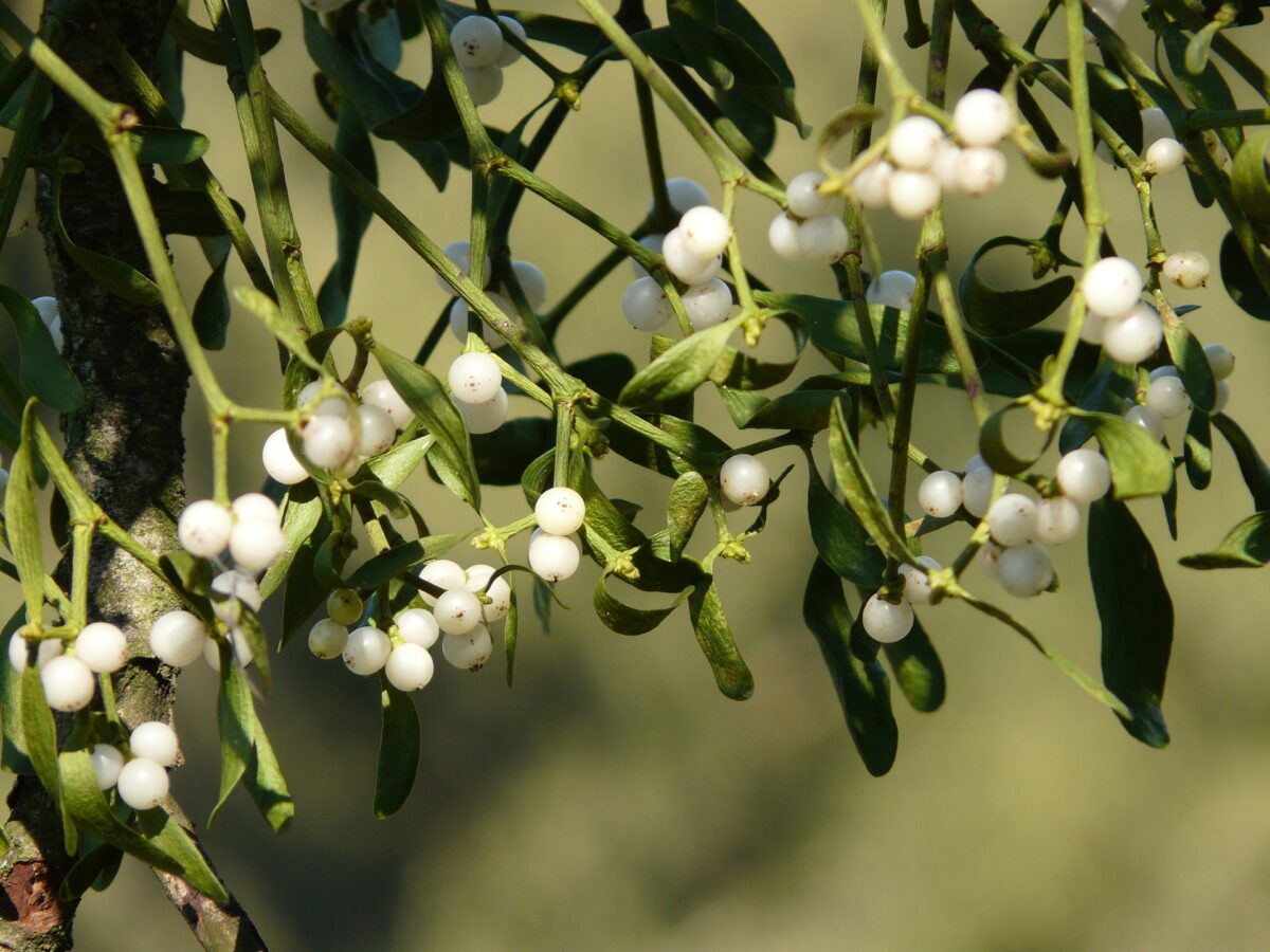 mistletoe-berries-16395_1920-1200x900.jpg